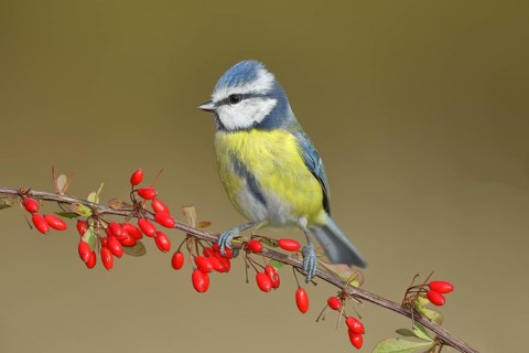 Blue Tit (Parus caeruleus), sitting on a branch of a ambarbaris (Berberis vulgaris) with berries,