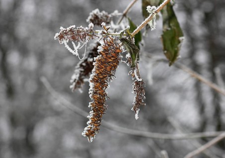 Summer lilac (Buddleja davidii) with hoarfrost, North Rhine-Westphalia, Germany, Europe