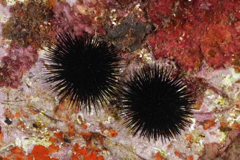 Two specimens of black sea urchin (Arbacia lixula) on coloured rock under water. Dive site Marine
