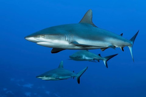 Three Grey reef sharks (Carcharhinus amblyrhynchos) swimming in the South Pass of the Fakarava