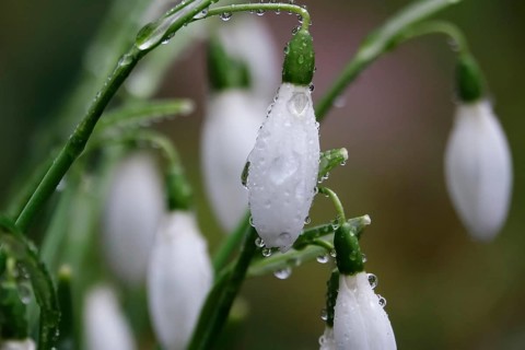Snowdrops, macro shot, Germany, Europe