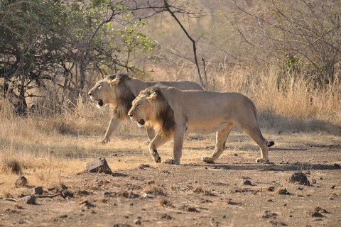 Two male Asiatic Lions (Panthera leo persica), Gir Interpretation Zone, Gir Forest National Park,