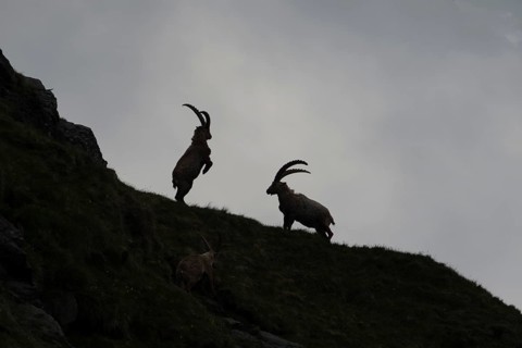 Alpine Ibexes (Capra ibex), bucks, High Tauern National Park, Austria, Europe