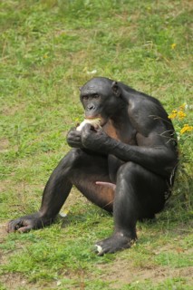 Bonobo (Pan paniscus), adult, male, penis, sitting, captive
