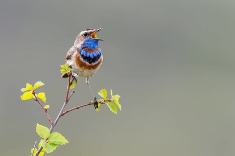 Bluethroat (Luscinia svecica svecica), singing male, Dovrefjell, Norway, Europe