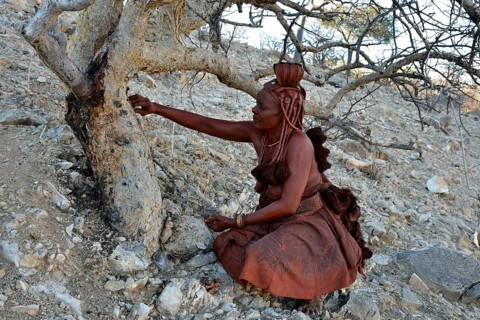 Himba woman harvesting the resin of the Guggal, Guggul or Mukul Myrrh Tree (Commiphora wildii) for