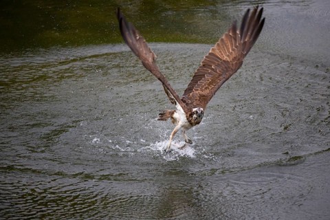 Western osprey (Pandion haliaetus) fishing, Finland, Europe