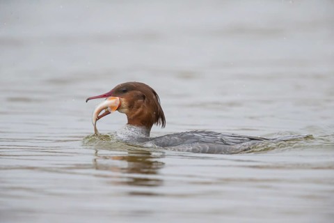 Common merganser (Mergus merganser) female with fish, Germany, Europe
