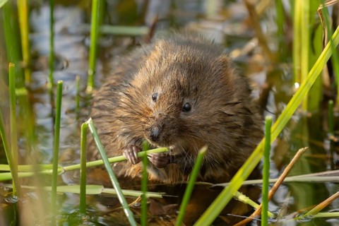 Water vole (Arvicola amphibius) adult animal feeding on a reed plant stem in a pond in the summer,