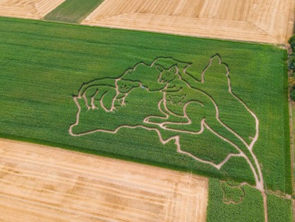Maize maze, aerial view, Weißkirchen, Frankfurt am Main, Hesse, Germany, Europe