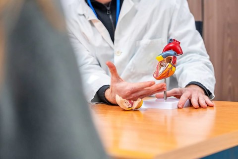 Model of a heart used by a cardiologist in an explanation of a medical procedure to a patient