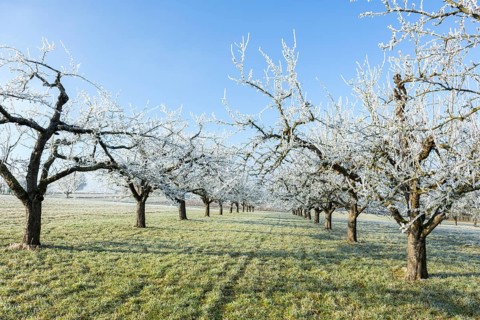 Bare fruit trees with hoarfrost in a long row of trees in a green meadow near Waiblingen,