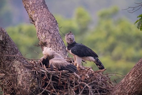 American harpy eagle (Harpia harpyja) female and young bird in nest, Carajas National Park, Brazil,