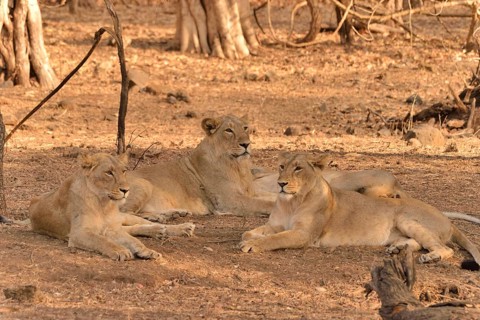 Asiatic Lions (Panthera leo persica), Gir Forest National Park, Gir Sanctuary, Gujarat, India, Asia
