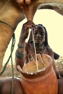 Himba woman milking a cow, Ombombo, Kaokoland, Kunene, Namibia, Africa
