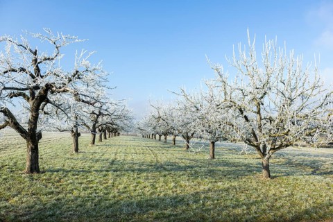 Frosty fruit trees in a meadow under a clear blue sky, near Waiblingen, Baden-Württemberg, Germany,