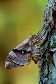 Tau emperor (Aglia tau) female, dark form, Rhineland-Palatinate, Germany, Europe