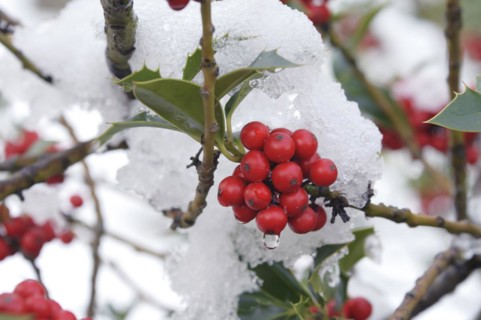 Common holly (Ilex aquifolium), Rödertal, Hermsdorf, Saxony, Germany, Europe
