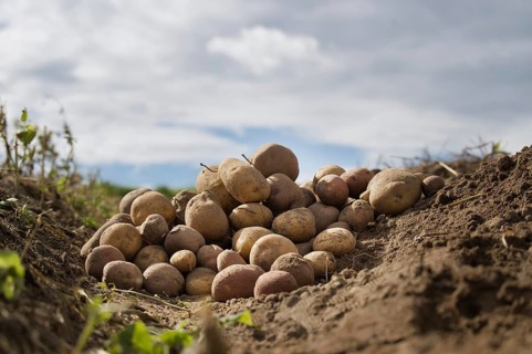 Heap of different types of potatoes in a farm field, low angle view, harvesting and food