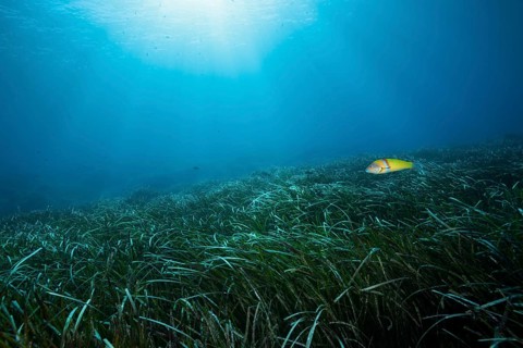Seagrass meadow ecosystem, Vis Island, Mediterranean Sea, Croatia, Europe