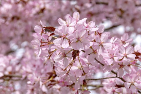 Mountain cherry (Prunus sargentii), Anchers Havecenter, Bad Langensalza, Thuringia, Germany, Europe