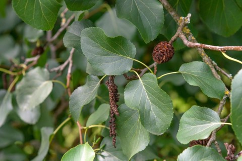 Italian alder (Alnus cordata), Hohenheim Gardens, Germany, Europe