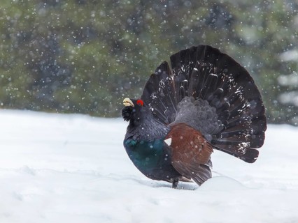 Wood Grouse or Capercaillie (Tetrao urogallus), displaying during snowfall, Tyrol, Austria, Europe