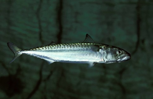 Atlantic Mackerel (scomber scombrus)