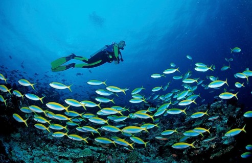 Shoal of yellow-backed fusiliers and divers, Caesio teres, Maldives, Indian Ocean, Meemu Atoll,