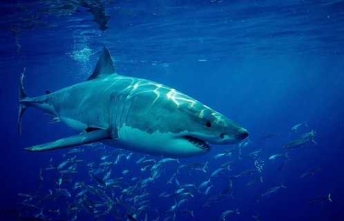Great white shark, Carcharodon carcharias, Mexico, Pacific Ocean, Guadalupe, Central America