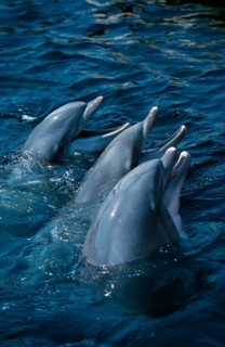 Bottlenose Dolphins (Tursiops truncatus)