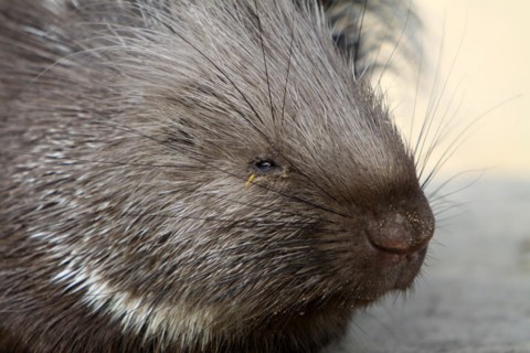 Common porcupine