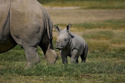 White Rhinoceros (ceratotherium simum), Female with Calf, Nakuru Park in Kenya