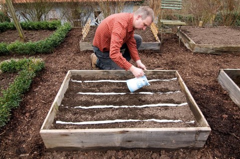 Man laying seed tape, sowing, manure bed, watering, watering