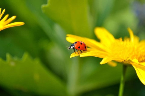 Ladybird on yellow daisy flower, seven-spott ladybird (Coccinella septempunctata) on marguerite