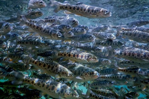 River Trout swim underwater, Trout underwater scene, Trout farm