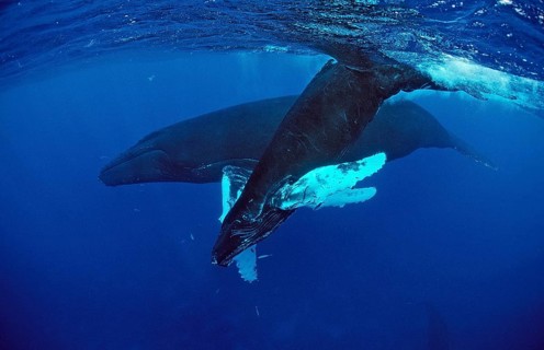 Humpback whale, mother and calf, Megaptera novaeangliae, Silverbanks, Caribbean Sea, Dominican