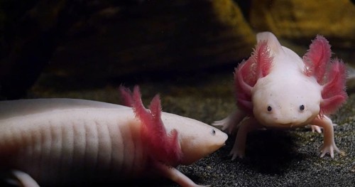 Axolotl (ambystoma mexicanum), Pair