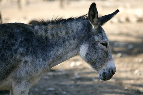 Donkey profile side view portrait in gray color