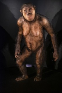 Australopithecus africanus, Museo de la evolución humana, MEH, Burgos, Spain, Europe