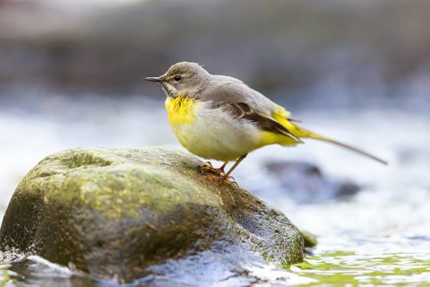 Grey wagtail (Motacilla cinerea), Bergeronnette des ruisseaux, Lavandera Cascadeña, mountain