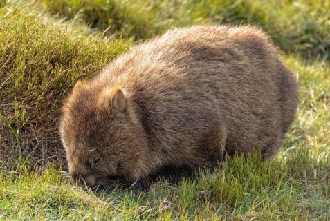 The wombat is the largest burrowing mammal, Cradle Mountain, Tasmania, Australia, Oceania