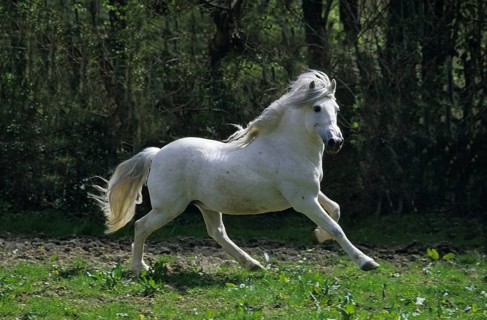 Camargue Horse, Adult Galloping through Paddock