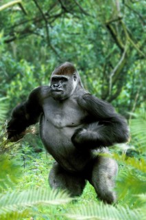 Western Gorilla, male (Gorilla gorilla gorilla), silverback