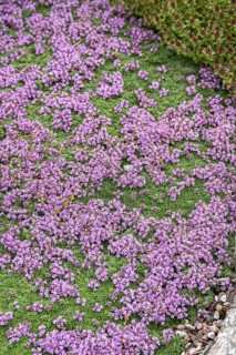 Carpet thyme (Thymus praecox 'Minor')