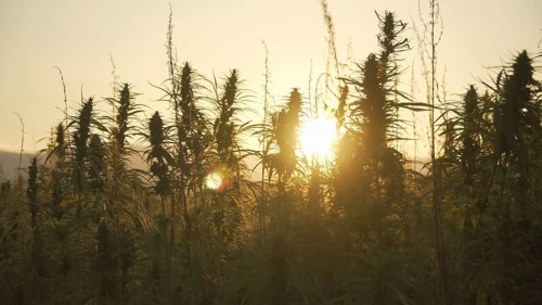 Silhouette of marijuana plants at outdoor cannabis farm field in sunset and sun behind plants. Hemp
