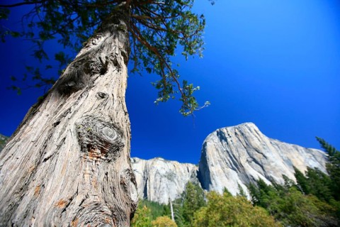 View towards El Capitan Mountain, with one of the major climbing routes, The Nose, on its granite