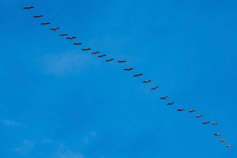 A long line of birds majestically crosses the clear sky, cranes, Gruidae, on their way south