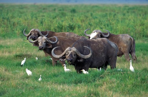 African Buffalo (syncerus caffer), Herd with Cattle Egrets, bubulcus ibis, Masai Mara Park in Kenya