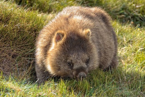 Common wombat at the Waldheim Chalet in the Cradle Mountain-Lake St Clair National Park, Tasmania,